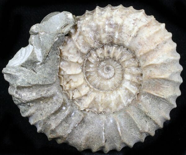 Pavlovia Ammonite Fossil - Siberia #29759